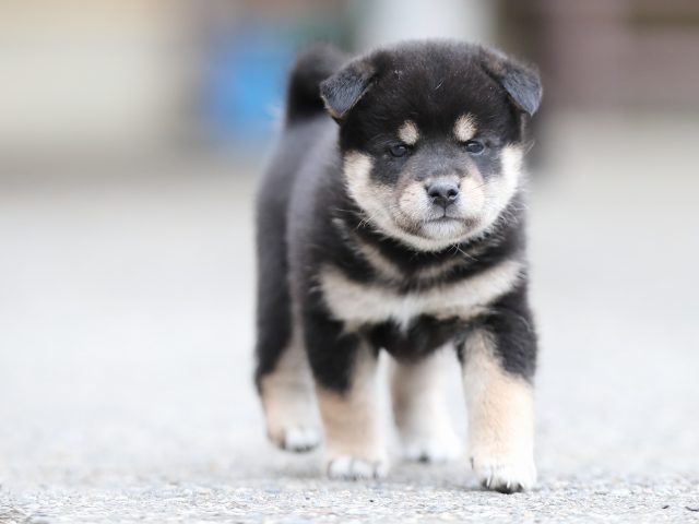 AI5I3710-puppy AI5I3710-puppy