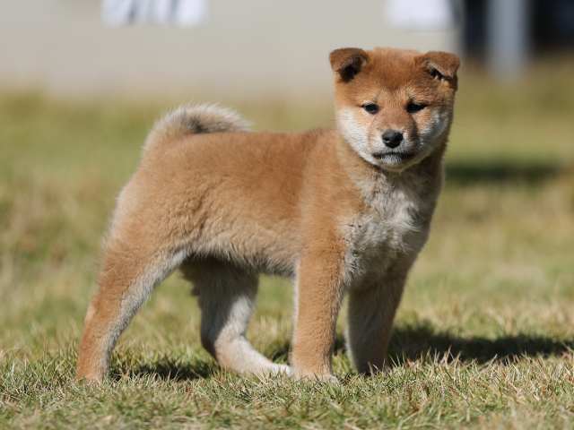 AI5I3782-puppy AI5I3782-puppy