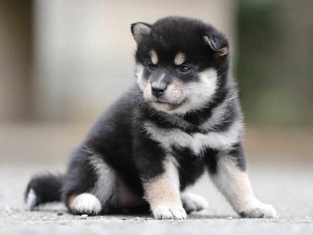 AI5I3793-puppy AI5I3793-puppy