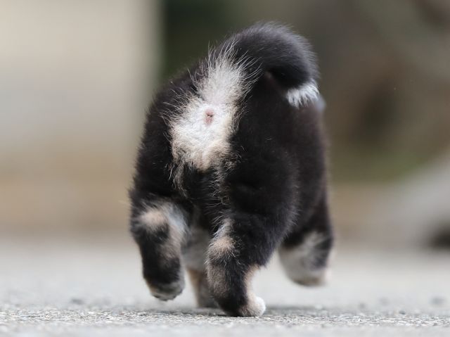 AI5I3795-puppy AI5I3795-puppy