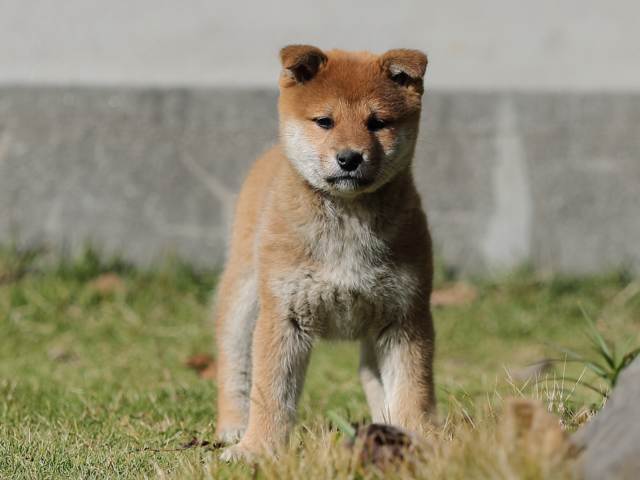 AI5I3805-puppy AI5I3805-puppy
