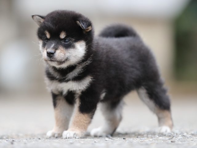 AI5I3811-puppy AI5I3811-puppy