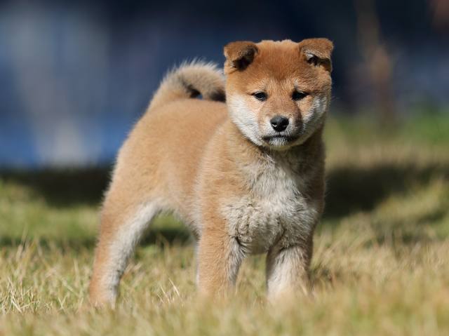 AI5I3820-puppy AI5I3820-puppy