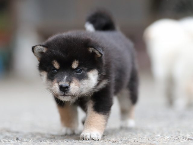 AI5I3827-puppy AI5I3827-puppy