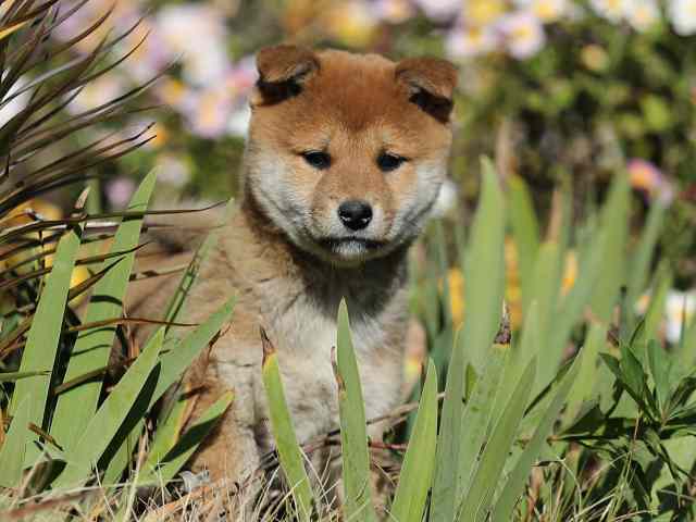 AI5I3847-puppy AI5I3847-puppy