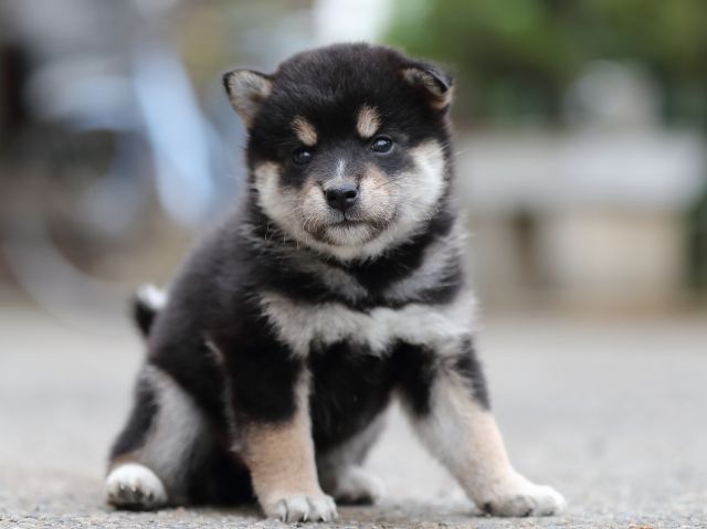 AI5I3849-puppy AI5I3849-puppy