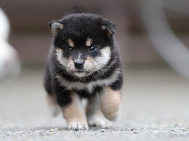 AI5I3874-puppy AI5I3874-puppy