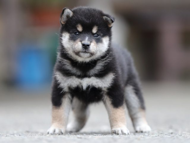 AI5I3886-puppy AI5I3886-puppy