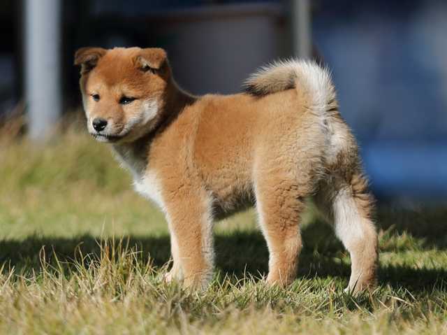 AI5I3901-puppy AI5I3901-puppy