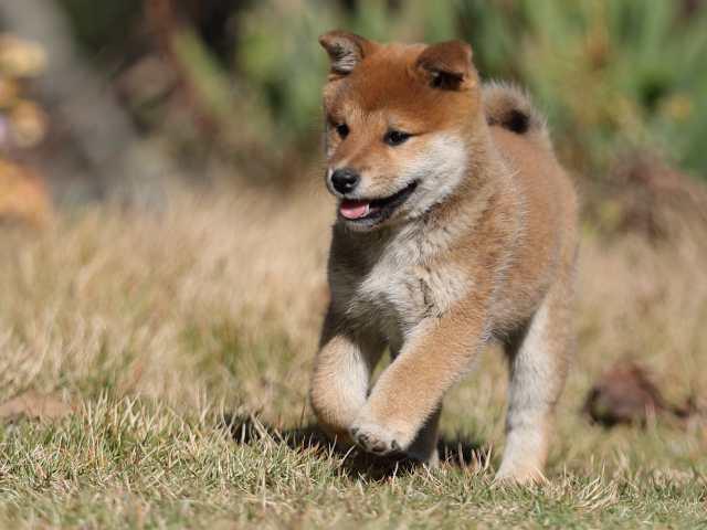 AI5I3911-puppy AI5I3911-puppy