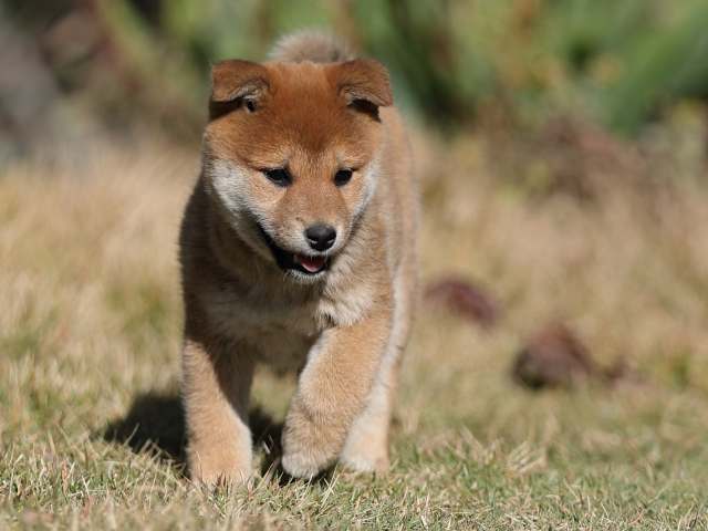 AI5I3915-puppy AI5I3915-puppy