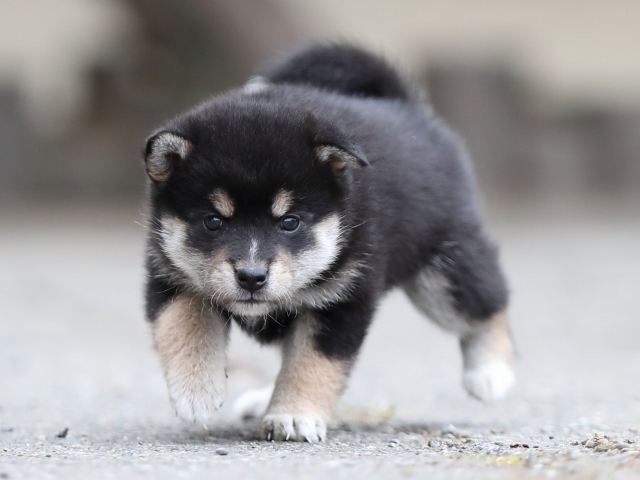 AI5I3915-puppy AI5I3915-puppy