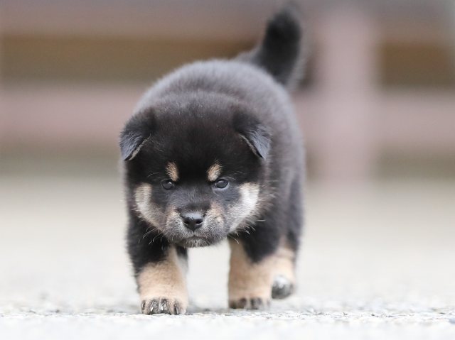 AI5I3931-puppy AI5I3931-puppy