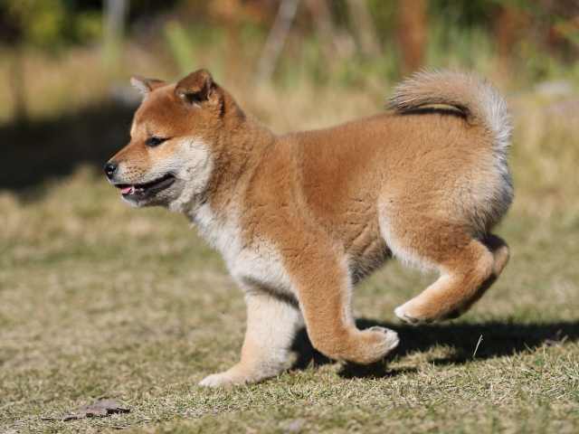AI5I3958-puppy AI5I3958-puppy