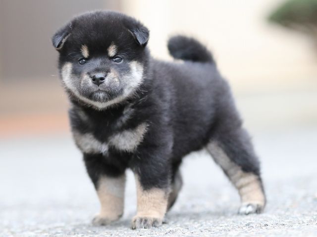 AI5I4006-puppy AI5I4006-puppy