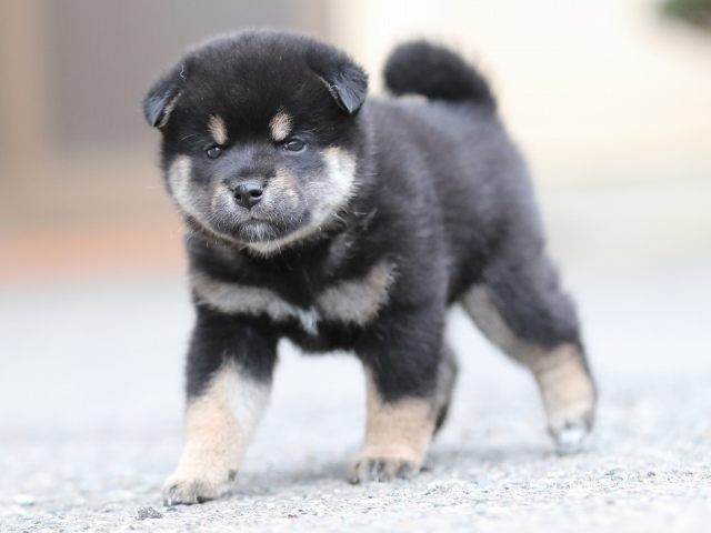 AI5I4011-puppy AI5I4011-puppy