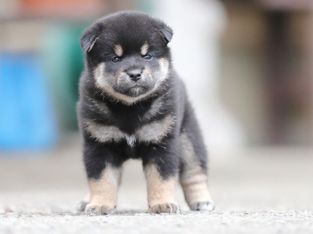 AI5I4053-puppy AI5I4053-puppy