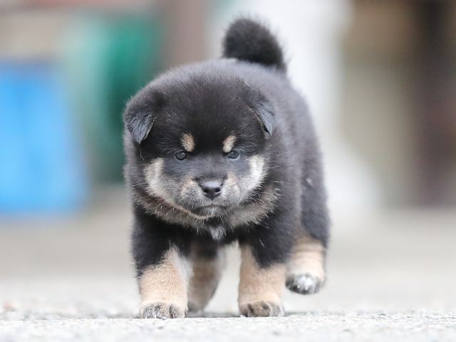 AI5I4054-puppy AI5I4054-puppy