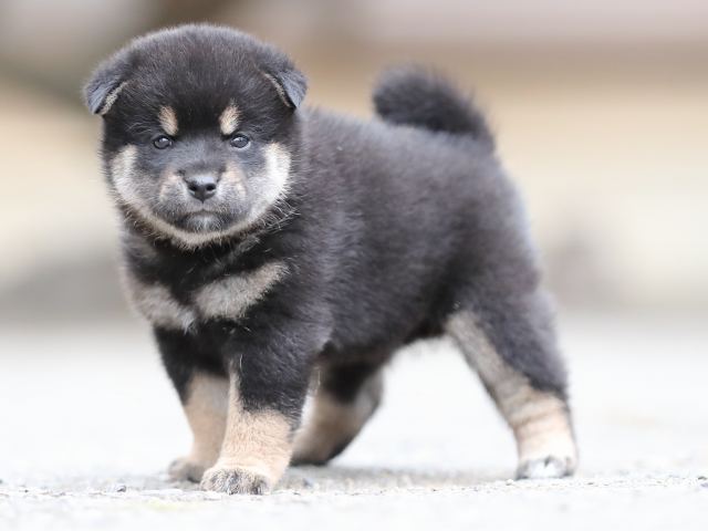 AI5I4115-puppy AI5I4115-puppy