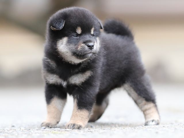 AI5I4131-puppy AI5I4131-puppy