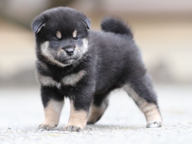 AI5I4135-puppy AI5I4135-puppy