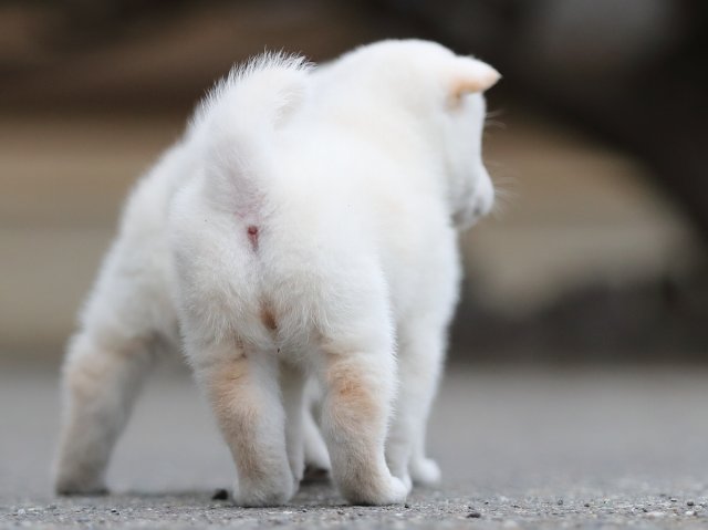 AI5I4172-puppy AI5I4172-puppy