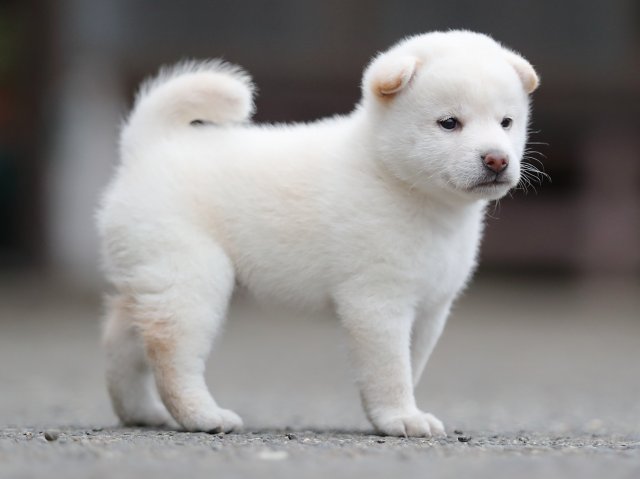 AI5I4178-puppy AI5I4178-puppy