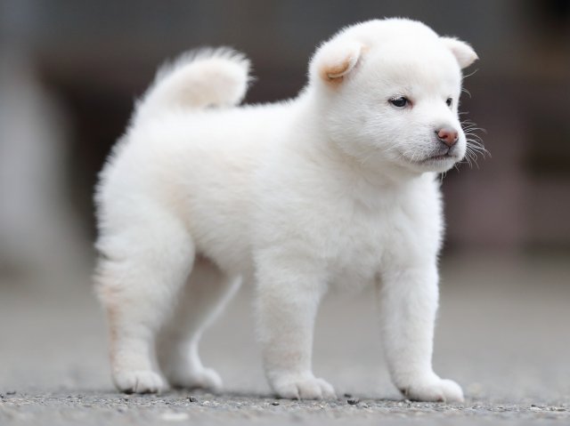 AI5I4189-puppy AI5I4189-puppy