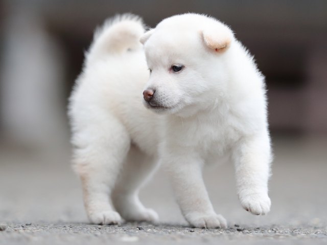 AI5I4198-puppy AI5I4198-puppy