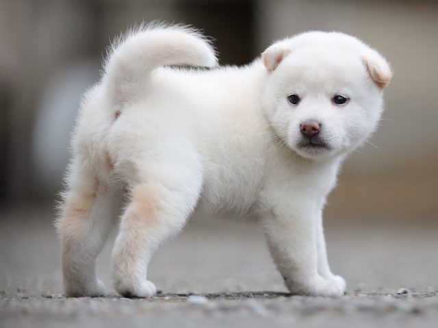 AI5I4201-puppy AI5I4201-puppy