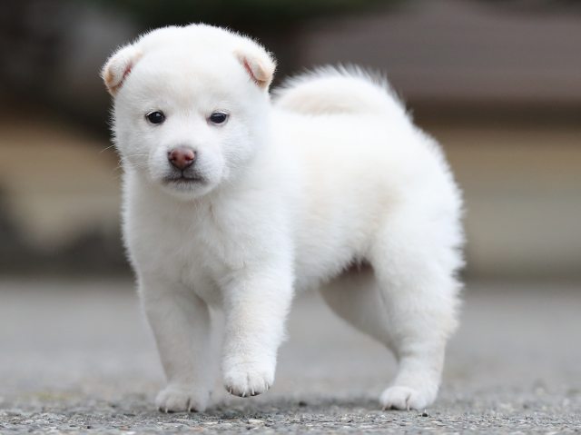 AI5I4213-puppy AI5I4213-puppy