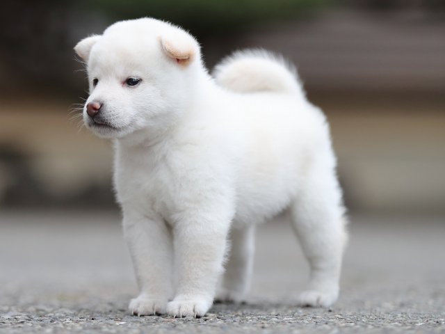 AI5I4234-puppy AI5I4234-puppy
