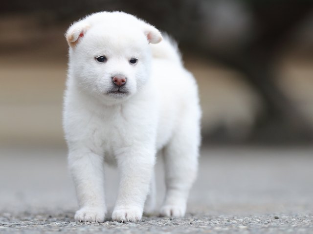 AI5I4305-puppy AI5I4305-puppy