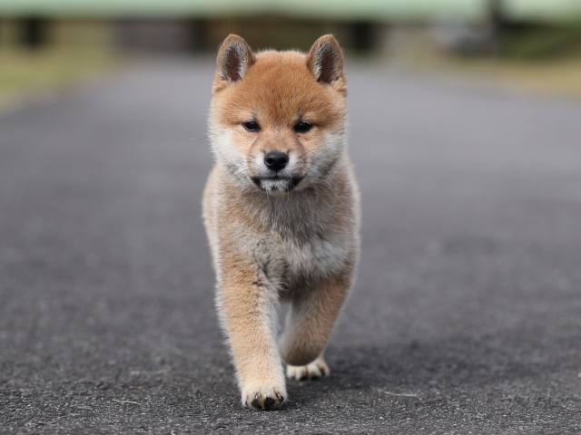 AI5I4459-puppy AI5I4459-puppy
