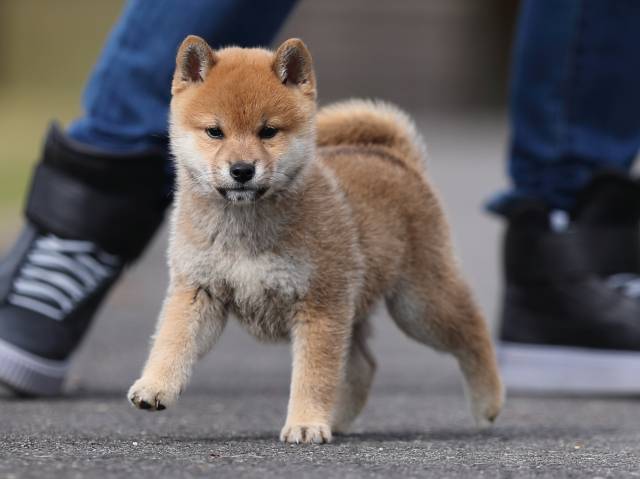 AI5I4479-puppy AI5I4479-puppy
