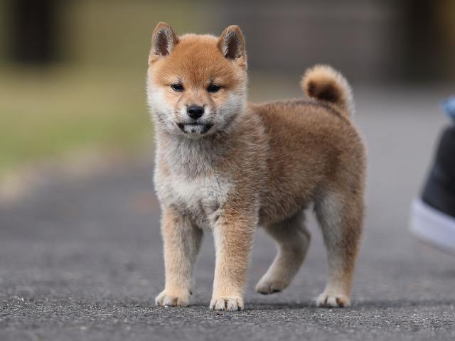 AI5I4486-puppy AI5I4486-puppy