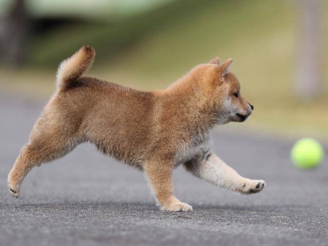 AI5I4496-puppy AI5I4496-puppy
