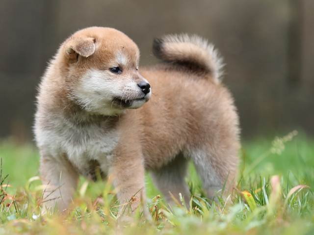 AI5I4509-puppy AI5I4509-puppy