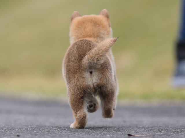 AI5I4521-puppy AI5I4521-puppy