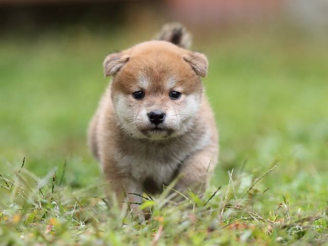 AI5I4530-puppy AI5I4530-puppy