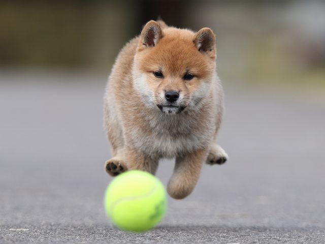 AI5I4564-puppy AI5I4564-puppy