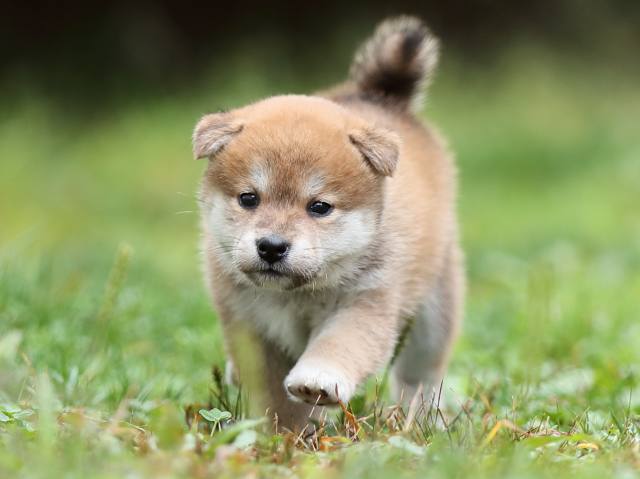 AI5I4567-puppy AI5I4567-puppy