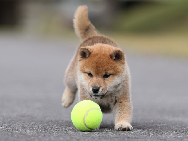 AI5I4572-puppy AI5I4572-puppy