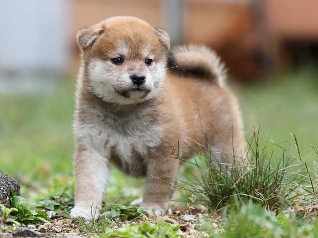 AI5I4600-puppy AI5I4600-puppy