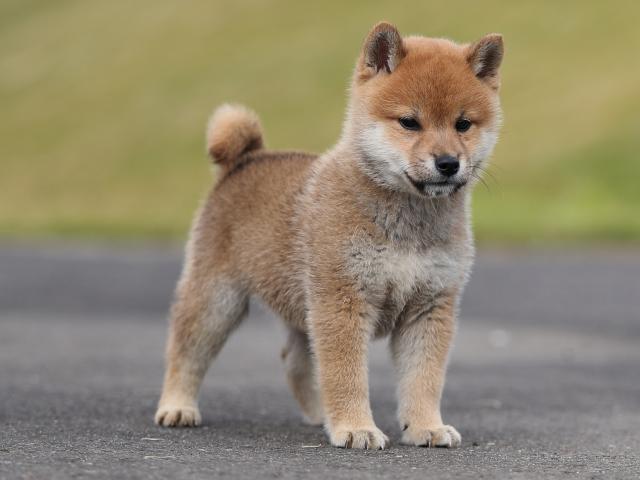 AI5I4607-puppy AI5I4607-puppy