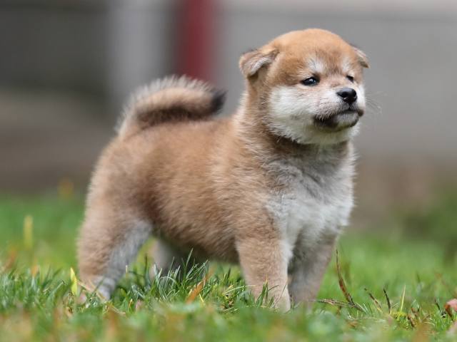 AI5I4608-puppy AI5I4608-puppy
