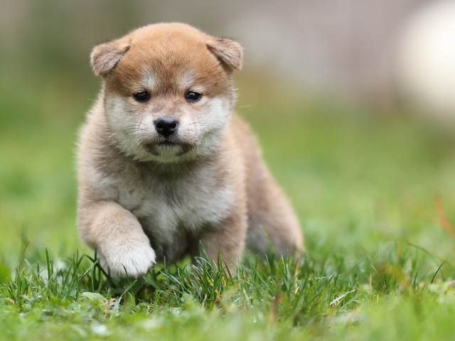 AI5I4640-puppy AI5I4640-puppy