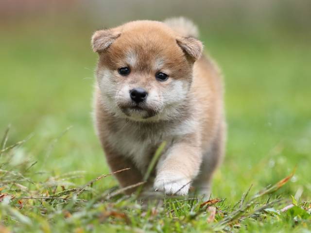 AI5I4658-puppy AI5I4658-puppy