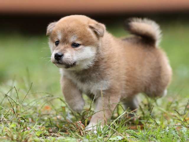AI5I4701-puppy AI5I4701-puppy