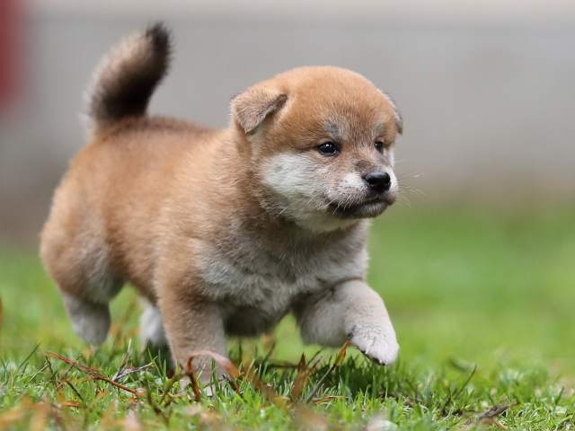 AI5I4757-puppy AI5I4757-puppy